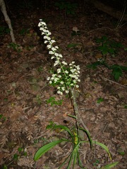 Veratrum hybridum