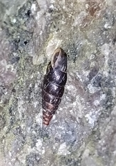 Clausilia