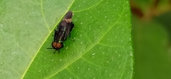 Diptera