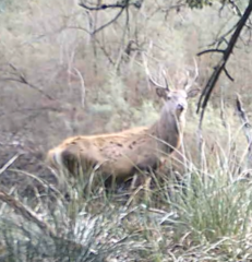 Cervus elaphus italicus