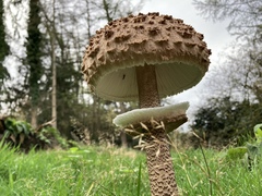 Macrolepiota procera
