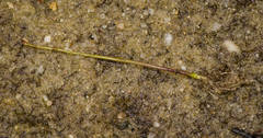 Utricularia subulata