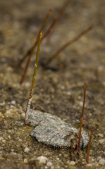 Utricularia subulata