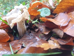 Helvella crispa