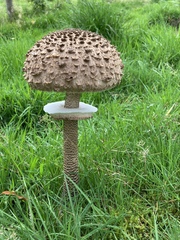 Macrolepiota procera