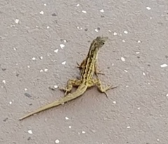 Anolis sagrei