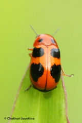 Ceratobasis koenigii