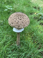 Macrolepiota procera