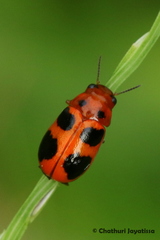 Ceratobasis koenigii