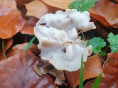 Helvella crispa