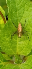 Oxyopes
