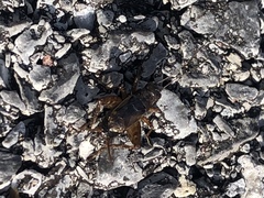 Neonemobius cubensis