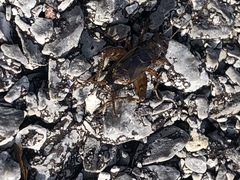 Neonemobius cubensis