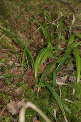Carex folliculata