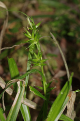 Carex folliculata