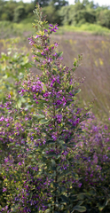 Lespedeza thunbergii