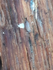 Porcellio laevis