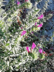 Echium sabulicola decipiens