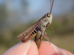 Omocestus haemorrhoidalis