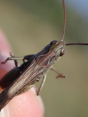 Omocestus haemorrhoidalis