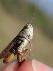 Omocestus haemorrhoidalis