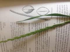 Elymus smithii