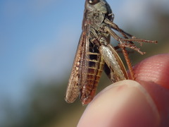 Omocestus haemorrhoidalis