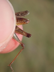 Omocestus haemorrhoidalis