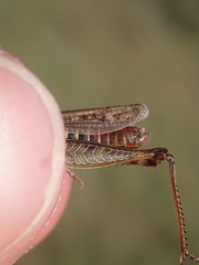 Omocestus haemorrhoidalis