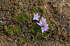 Campanula piperi