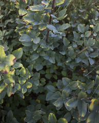 Lespedeza thunbergii