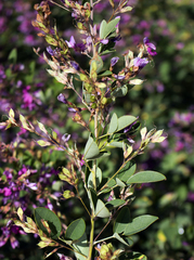 Lespedeza thunbergii