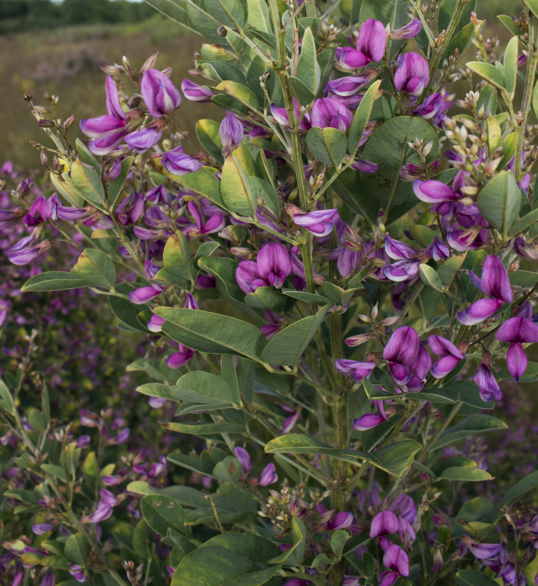Lespedeza thunbergii