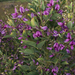 Thunberg's Lespedeza - Photo (c) aarongunnar, some rights reserved (CC BY), uploaded by aarongunnar