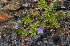 Campanula piperi