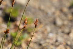 Carex tahoensis