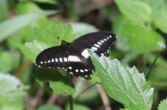 Papilio jacksoni