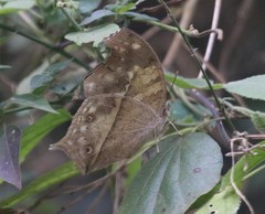 Protogoniomorpha anacardii