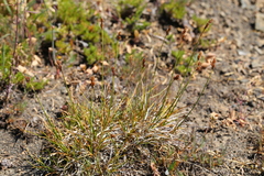Carex tahoensis