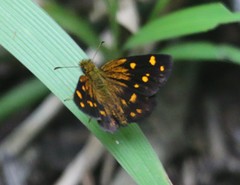 Metisella quadrisignatus nanda