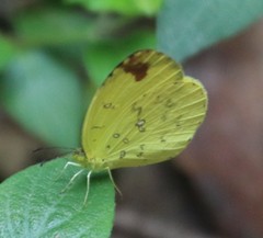 Eurema floricola