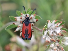 Zygaena erythrus
