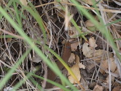 Algyroides moreoticus