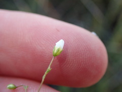 Linum catharticum