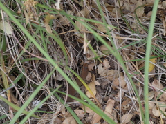 Algyroides moreoticus