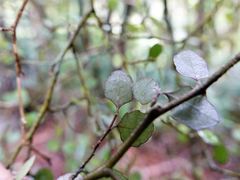 Melicytus micranthus