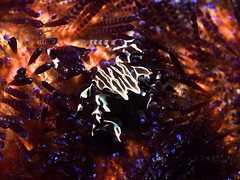 Zebrida adamsii