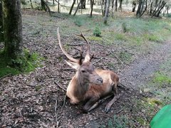 Cervus elaphus italicus