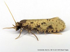 Amydria effrenatella