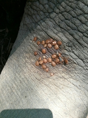 Dermacentor rhinocerinus